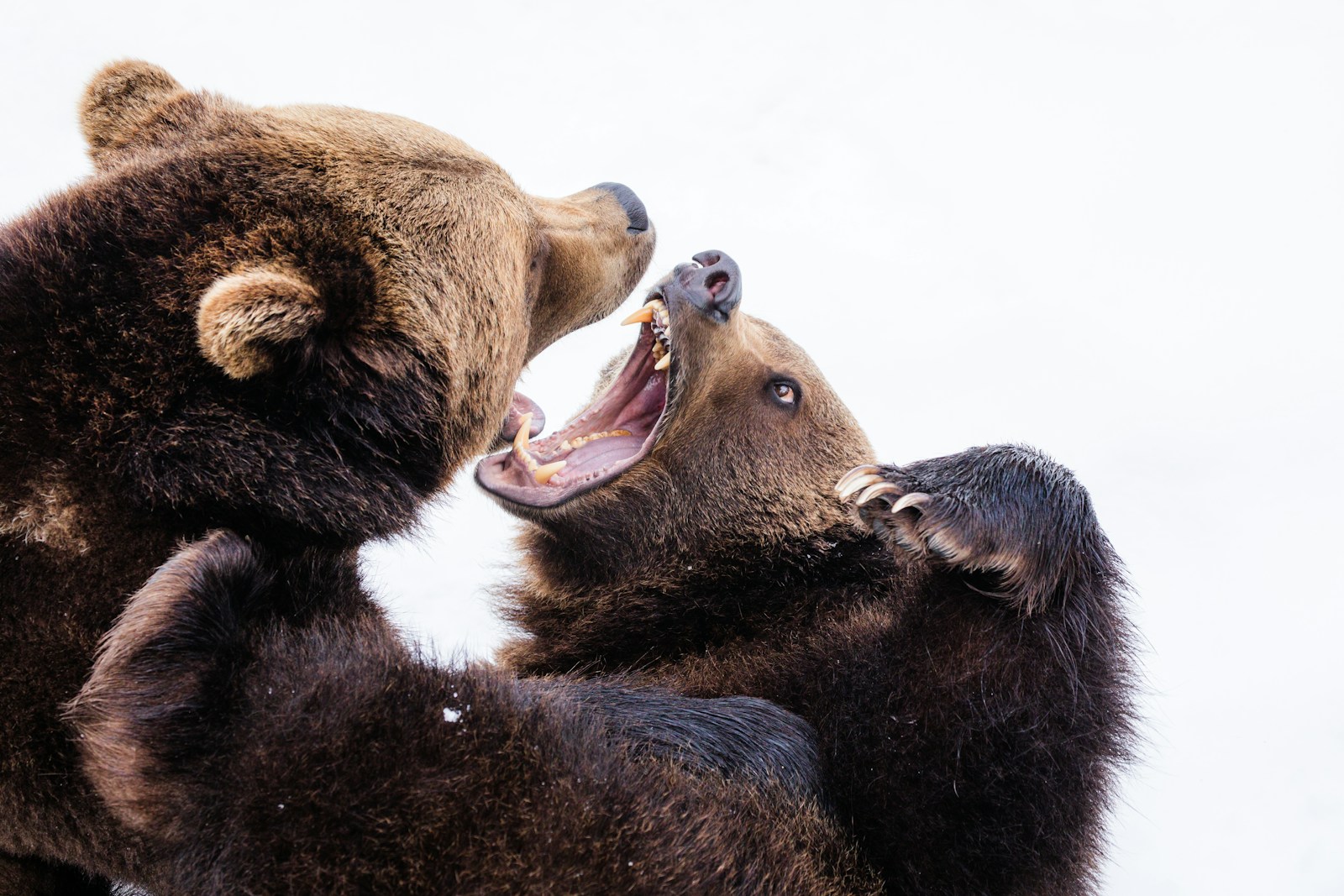 How Creating An Argument Grows Your Brand