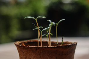 green plant in brown clay pot