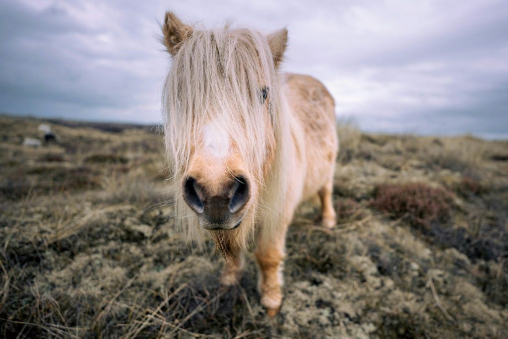 a brown and white horse standing on top of a grass covered field