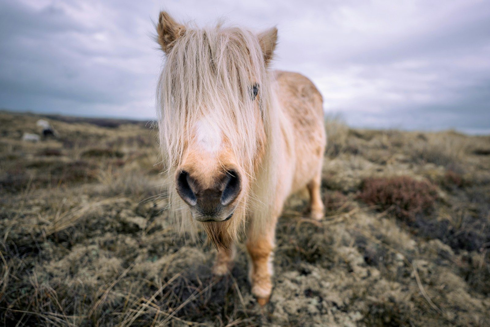 Truth Behind An Ad Agency & Three Mobile’s Dancing Pony Advert – With Kevin Chesters